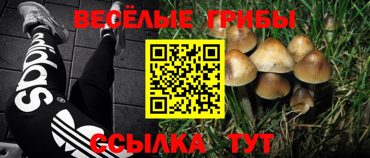 Галлюциногенные грибы Psilocybe Нарткала